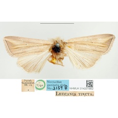 /filer/webapps/moths/media/images/T/tincta_Leucania_HT_BMNH.jpg