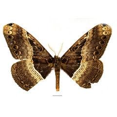 /filer/webapps/moths/media/images/M/maculata_Dactyloceras_AM_Basquin_01.jpg