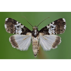 /filer/webapps/moths/media/images/A/albifasciata_Catephia_A_Butler.jpg
