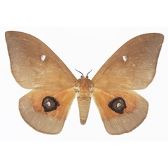 /filer/webapps/moths/media/images/P/pallens_Pseudobunaea_AF_Basquina.jpg