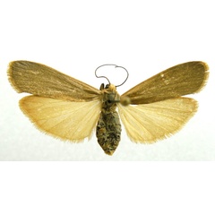 /filer/webapps/moths/media/images/A/agonchae_Brunia_AF_Bucsek_01.jpg
