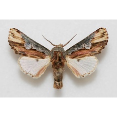 /filer/webapps/moths/media/images/P/phaleroides_Cetola_AM_Legrain.jpg