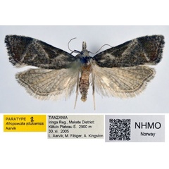/filer/webapps/moths/media/images/K/kituloensis_Afropoecilia_PT_NHMO_02.jpg