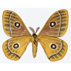 /filer/webapps/moths/media/images/Z/zaddachii_Bunaeopsis_AM_Basquinb.jpg