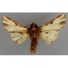 /filer/webapps/moths/media/images/P/pulchra_Cetola_A_RMCA_02.jpg