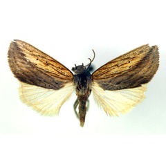 /filer/webapps/moths/media/images/E/endoglauca_Arcyophora_A_RMCA.jpg