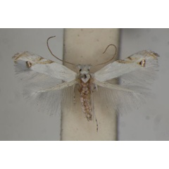 /filer/webapps/moths/media/images/L/loxaula_Leucoptera_A_BMNH_02.jpg