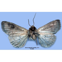 /filer/webapps/moths/media/images/E/eriopygioides_Borolia_HT_SNHMb.jpg