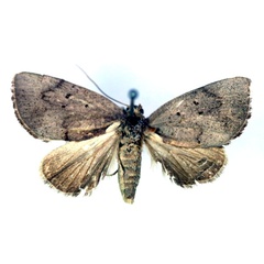 /filer/webapps/moths/media/images/A/albicostata_Metaleptina_HT_RMCA_03.jpg