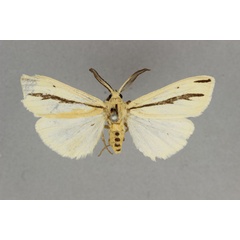 /filer/webapps/moths/media/images/F/furcatula_Epilacydes_AM_BMNH.jpg