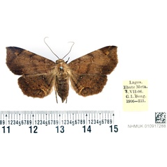 /filer/webapps/moths/media/images/O/ochrigrapta_Mecodina_STF_BMNH_02.jpg