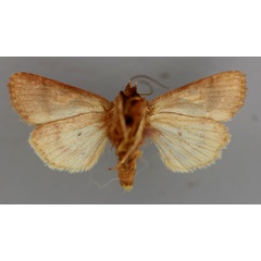 /filer/webapps/moths/media/images/P/pictura_Syrrusis_A_RMCA_02.jpg