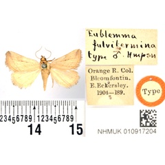 /filer/webapps/moths/media/images/F/fulvitermina_Eublemma_HT_BMNH.jpg