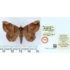 /filer/webapps/moths/media/images/D/derubida_Parallelia_HT_BMNH.jpg