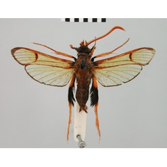 /filer/webapps/moths/media/images/R/rygchiiformis_Alonina_HT_BMNH.jpg