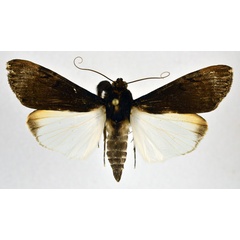 /filer/webapps/moths/media/images/M/melaleuca_Audea_A_NHMO_02.jpg