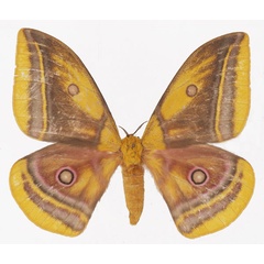 /filer/webapps/moths/media/images/A/anna_Gonimbrasia_AF_Basquin.jpg