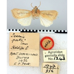 /filer/webapps/moths/media/images/P/pecki_Sesamia_HT_BMNH.jpg
