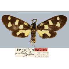 /filer/webapps/moths/media/images/V/vieui_Thyrosticta_HT_MNHN.jpg