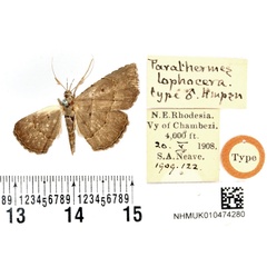 /filer/webapps/moths/media/images/L/lophocera_Parathermes_HT_BMNH.jpg