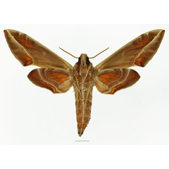 /filer/webapps/moths/media/images/K/kitchingi_Daphnis_AF_Basquinb.jpg
