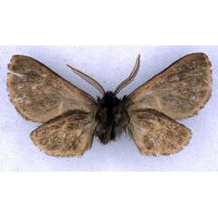 /filer/webapps/moths/media/images/V/virgata_Metarctia_ST_BMNH_02.jpg