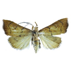 /filer/webapps/moths/media/images/U/umbroterminalis_Ptychopseustis_HT_BMNH.jpg