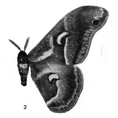 /filer/webapps/moths/media/images/L/lecerfi_Drepanoptera_HT_Testout_1936_2-2.jpg