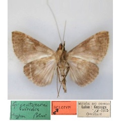 /filer/webapps/moths/media/images/V/viridis_Gigantoceras_HT_RMCA_02.jpg