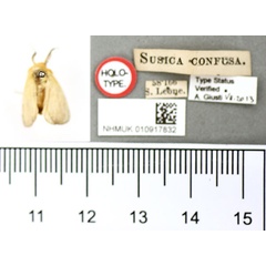 /filer/webapps/moths/media/images/C/confusa_Susica_HT_BMNH.jpg