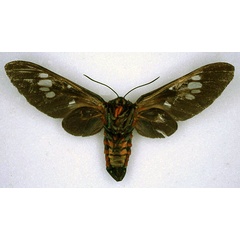 /filer/webapps/moths/media/images/N/nigripennis_Balacra_ST_ZMHB_02.jpg