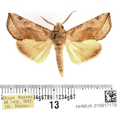 /filer/webapps/moths/media/images/T/triobliqua_Oraesia_AM_BMNH.jpg