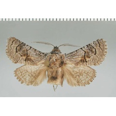/filer/webapps/moths/media/images/K/karooensis_Meyoarabiella_HT_TMSA.jpg