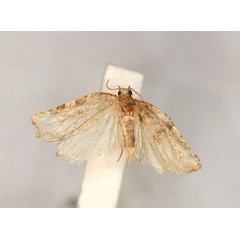/filer/webapps/moths/media/images/I/imbriculata_Epichoristodes_HT_RMCA_01.jpg