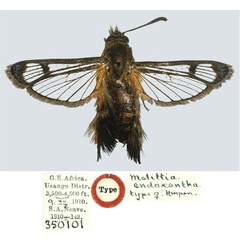 /filer/webapps/moths/media/images/E/endoxantha_Melittia_HT_BMNH.jpg