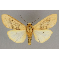 /filer/webapps/moths/media/images/A/approximans_Teracotona_ST_BMNH.jpg
