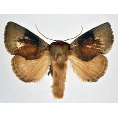 /filer/webapps/moths/media/images/H/holobrunnea_Trachyptena_AM_NHMO_02.jpg