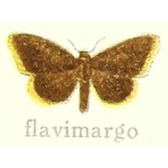 /filer/webapps/moths/media/images/F/flavimargo_Laelaroa_HT_Hering_28e.jpg