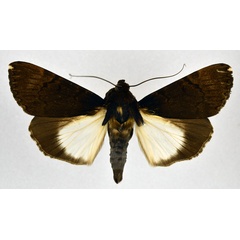 /filer/webapps/moths/media/images/B/bipunctata_Audea_A_NHMO_02.jpg