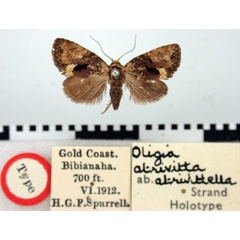 /filer/webapps/moths/media/images/A/atrivittella_Oligia_HT_BMNH.jpg