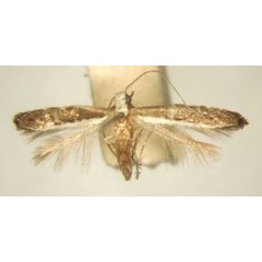 /filer/webapps/moths/media/images/M/mimetis_Pareclectis_PT_TMSA5968.jpg