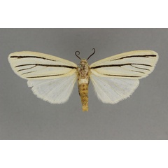 /filer/webapps/moths/media/images/A/atriramosa_Acantharctia_HT_BMNH.jpg