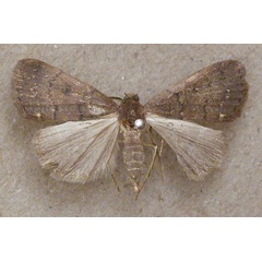 /filer/webapps/moths/media/images/N/nodosalis_Nodaria_A_Butler.jpg