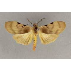 /filer/webapps/moths/media/images/Q/quadripunctata_Stenarctia_AM_BMNH.jpg