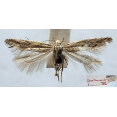 /filer/webapps/moths/media/images/X/xanthomacula_Pyncostola_PTF_TMSA.jpg