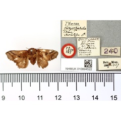 /filer/webapps/moths/media/images/C/chrysoparala_Thosea_HT_BMNH.jpg