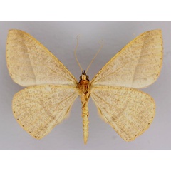 /filer/webapps/moths/media/images/O/oreades_Conolophia_HT_ZSM_02.jpg