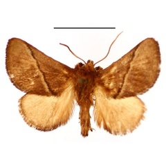 /filer/webapps/moths/media/images/O/orthogramma_Mandoto_AM_BMNH.jpg