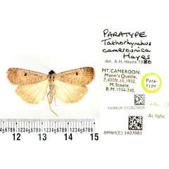 /filer/webapps/moths/media/images/C/camerounica_Tathorhynchus_PTF_BMNH_01.jpg
