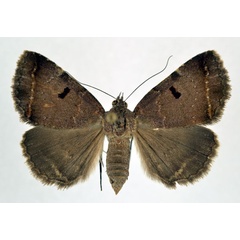 /filer/webapps/moths/media/images/M/melliflua_Plecopterodes_AF_NHMO.jpg